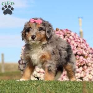 Tilly, Mini Bernedoodle Puppy
